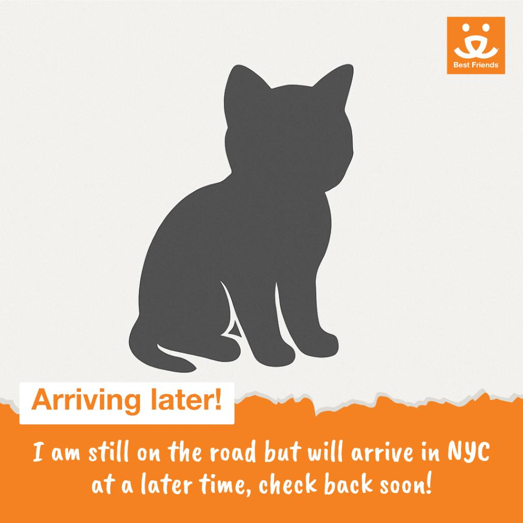 Enlarge Anthony, a Adoptable Domestic Short Hair in Hampton Bays, NY image 2/2