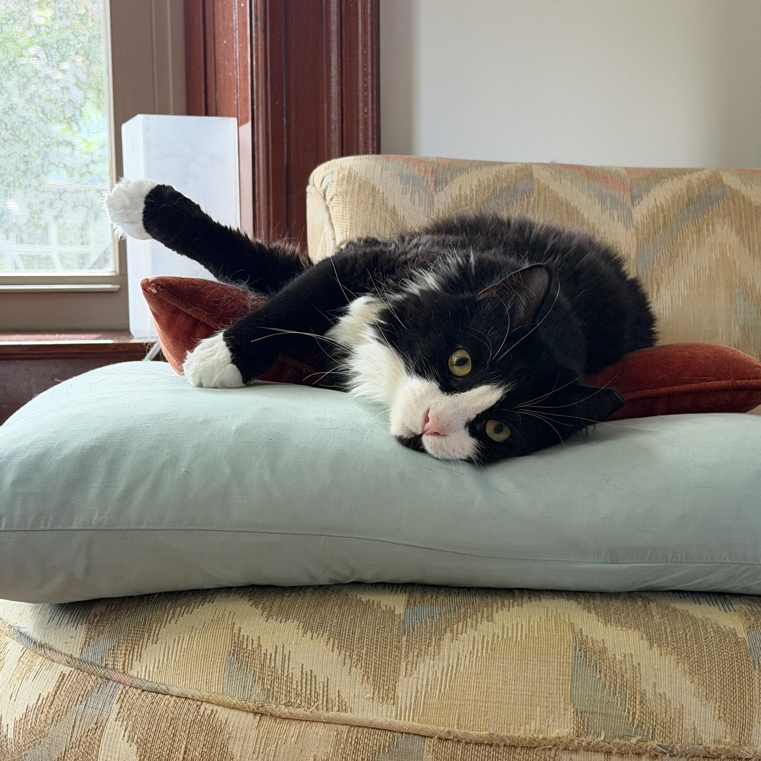 Arthur The Reluctant Royal, an adoptable Domestic Long Hair in Stamford, CT image 2/6