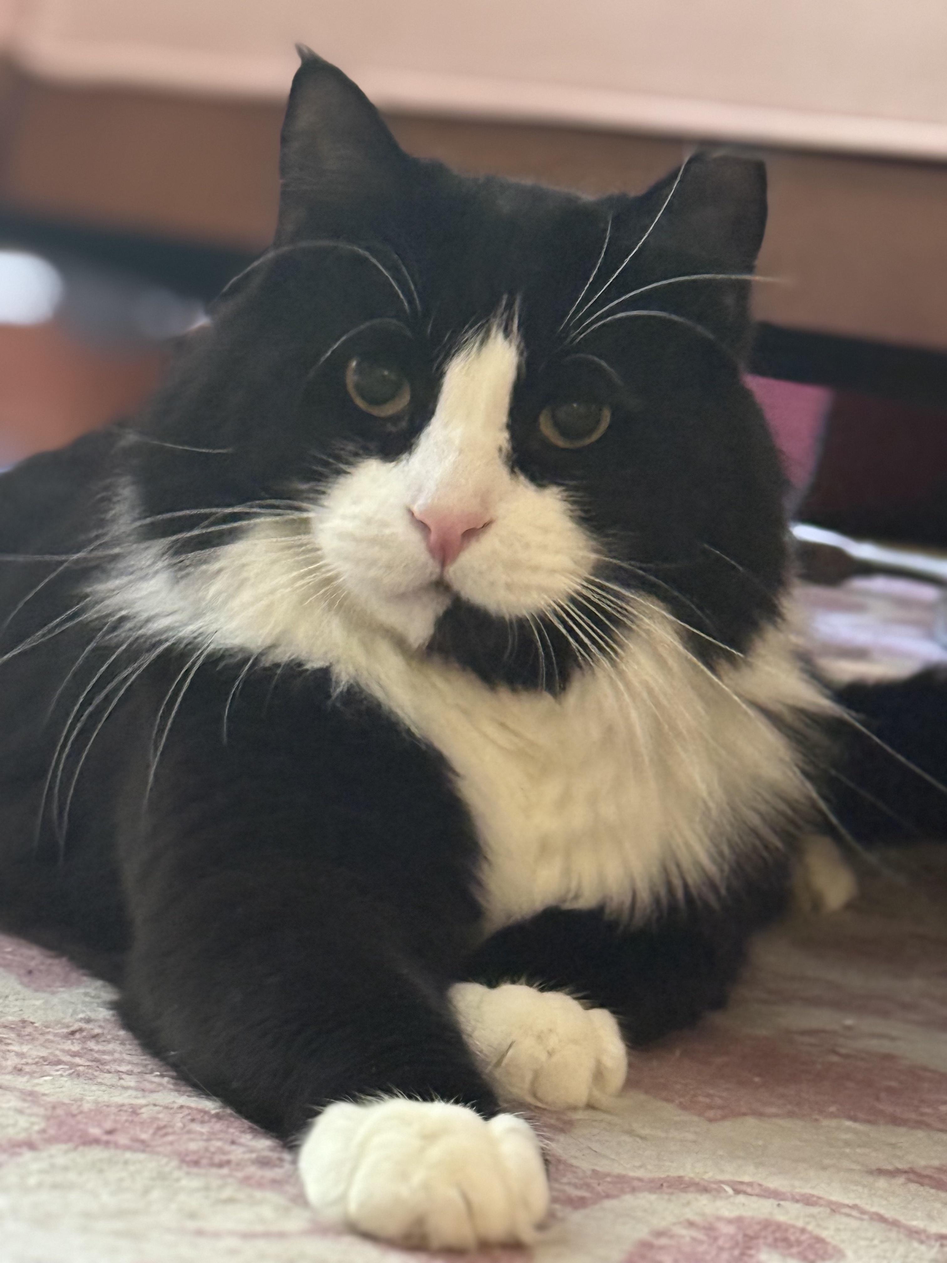 Arthur: The Reluctant Royal, Learning to Trust His Subjects, an adoptable Domestic Long Hair in Stamford, CT image 3/5