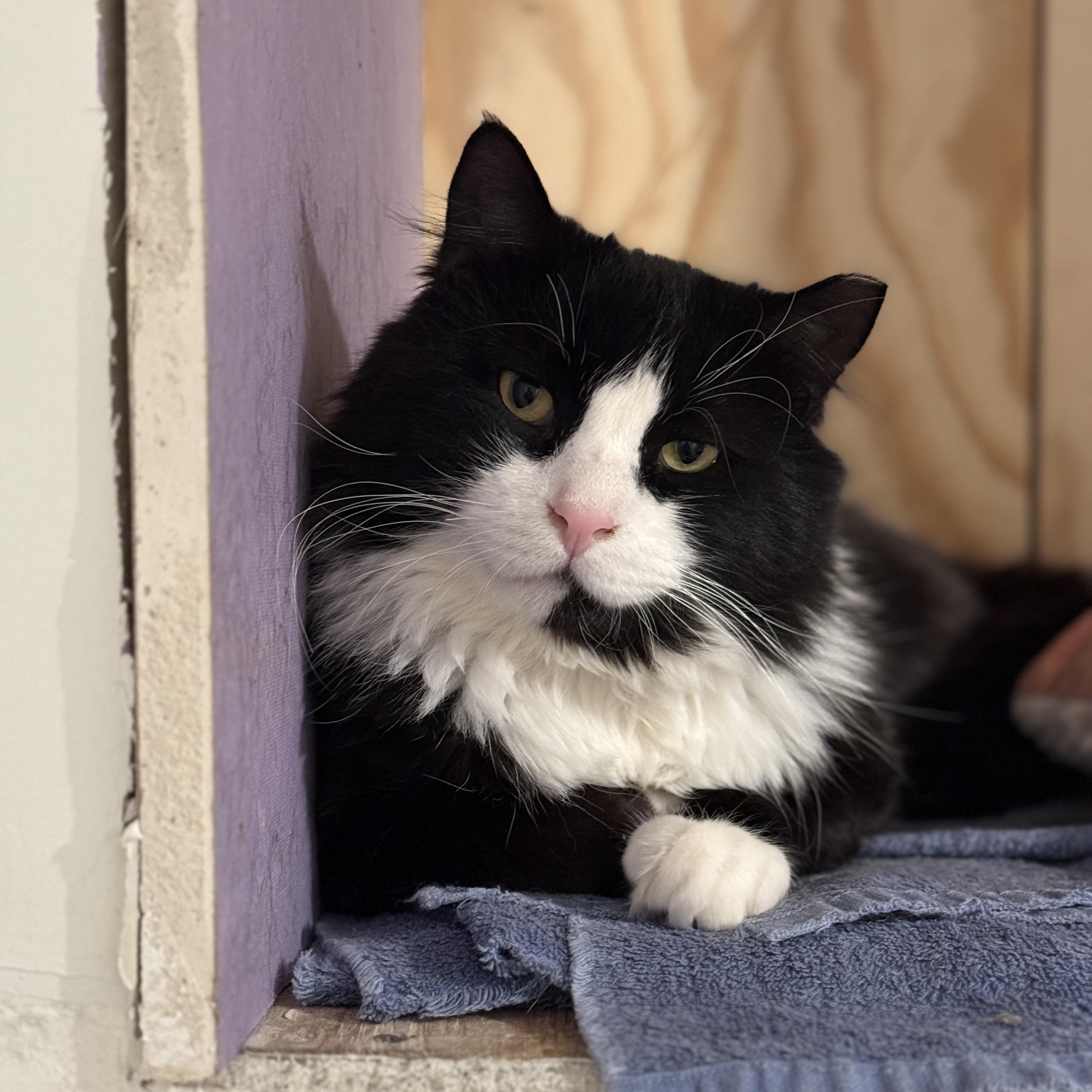 Arthur: The Reluctant Royal, Learning to Trust His Subjects, adoptable, Adult Male Domestic Long Hair.