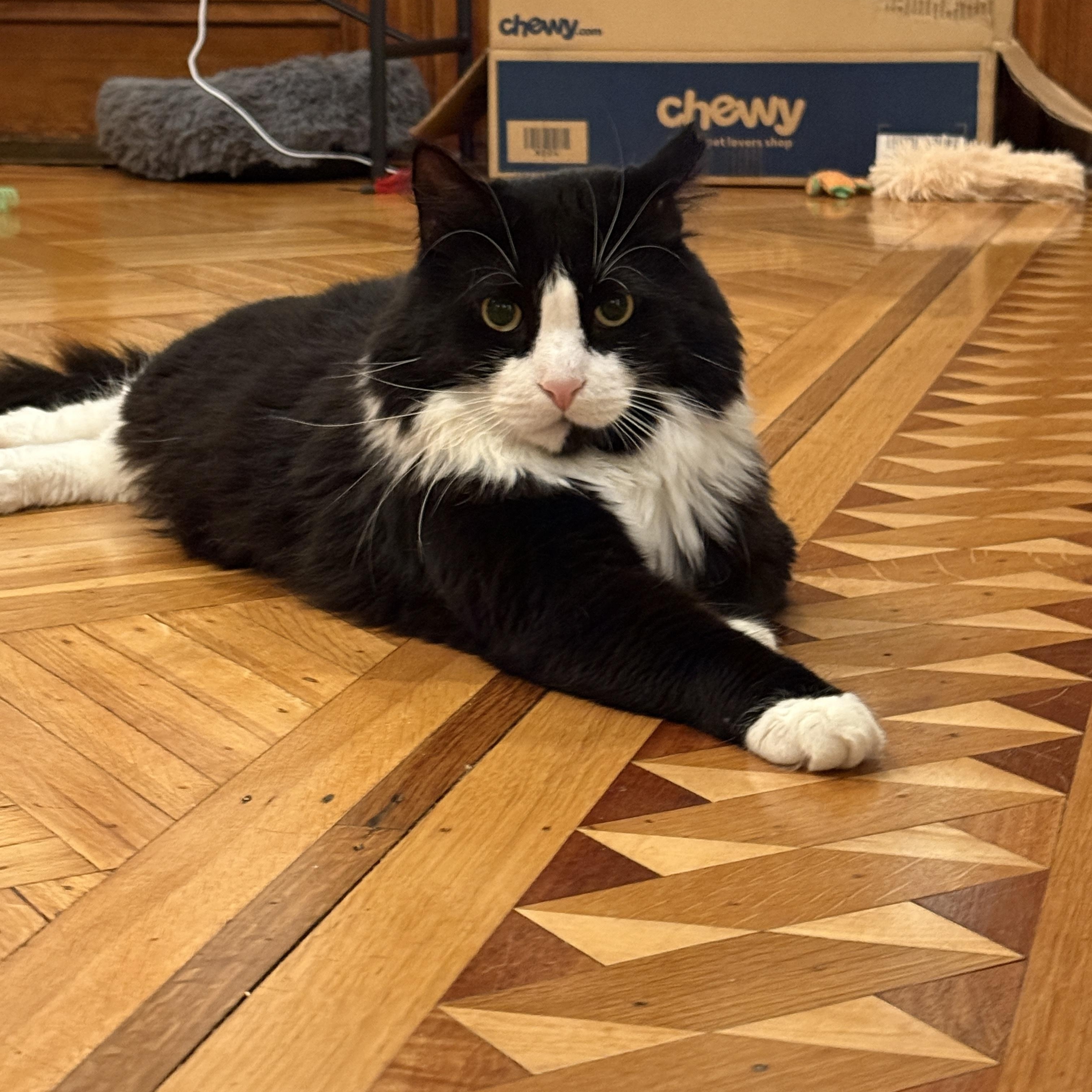 Arthur The Reluctant Royal, adoptable, Adult Male Domestic Long Hair.