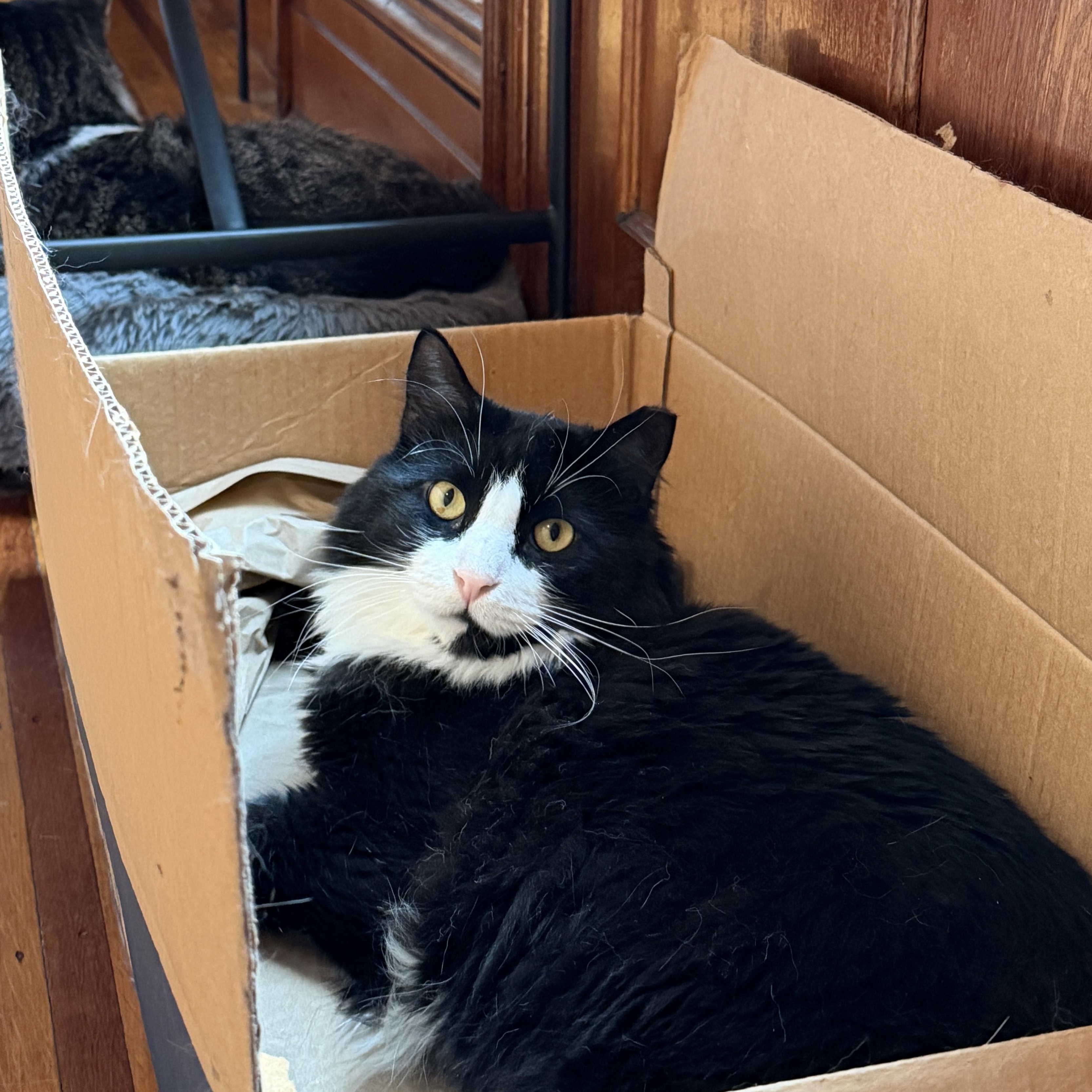 Arthur The Reluctant Royal, an adoptable Domestic Long Hair in Stamford, CT image 4/6