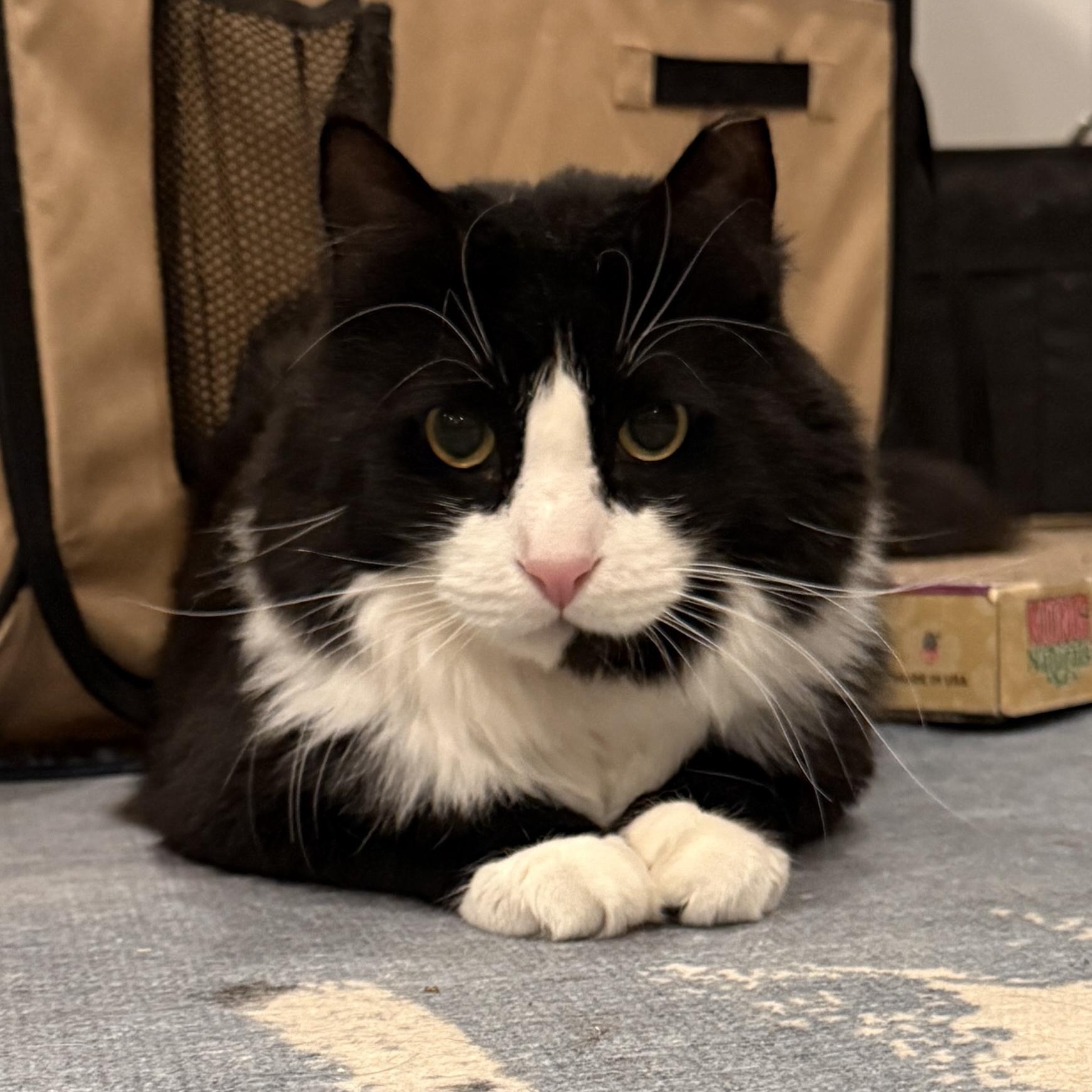 Arthur The Reluctant Royal, an adoptable Domestic Long Hair in Stamford, CT image 5/6