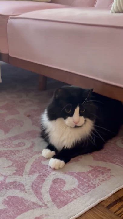 Enlarge Arthur: The Reluctant Royal, Learning to Trust His Subjects, an adoptable Domestic Long Hair in Stamford, CT video 5/5