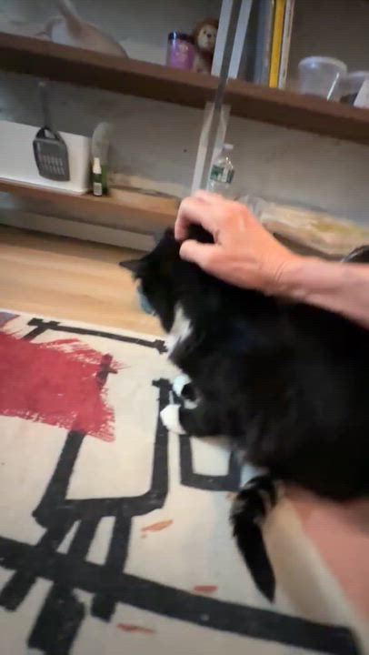 Enlarge Arthur The Reluctant Royal, an adoptable Domestic Long Hair in Stamford, CT video 6/6