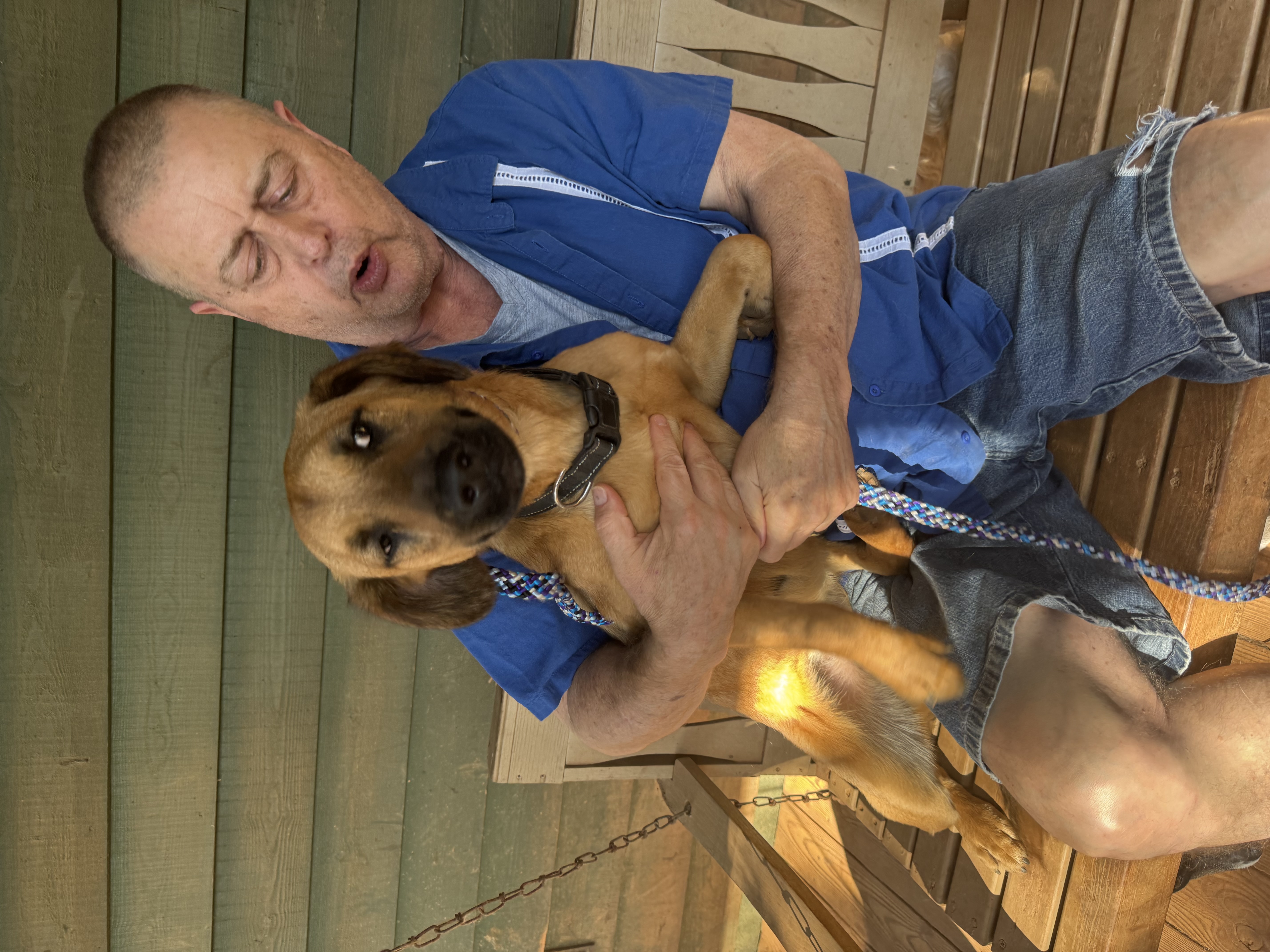 Pilot, a Adoptable mixed breed in Blue Ridge, GA image 4/5