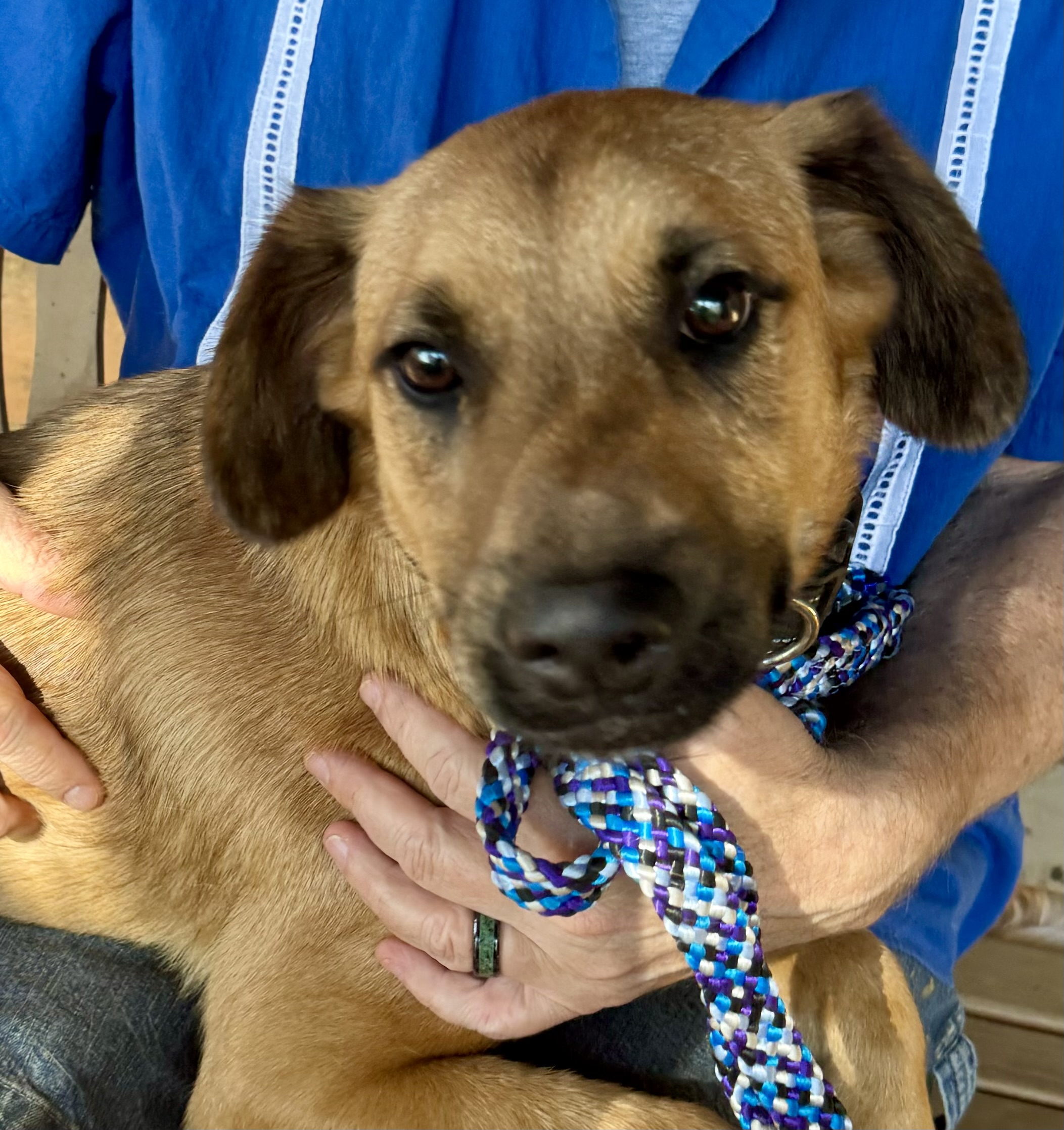 Pilot, a Adoptable mixed breed in Blue Ridge, GA image 2/5