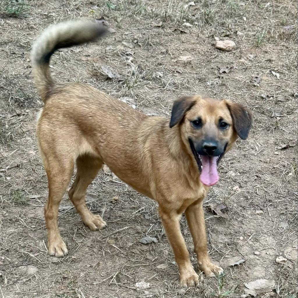 Pilot, a Adoptable mixed breed in Blue Ridge, GA image 1/5