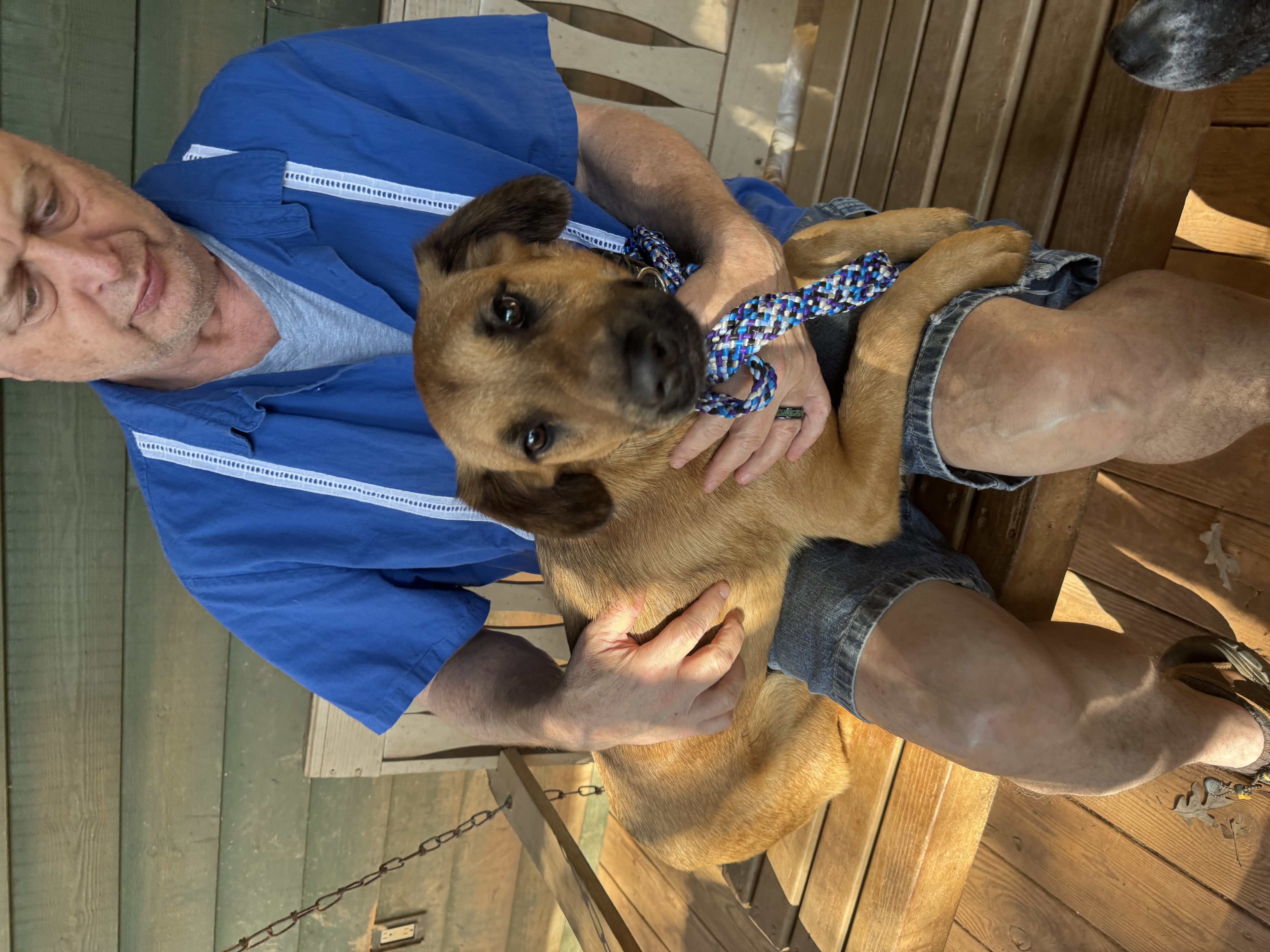 Pilot, a Adoptable mixed breed in Blue Ridge, GA image 3/5