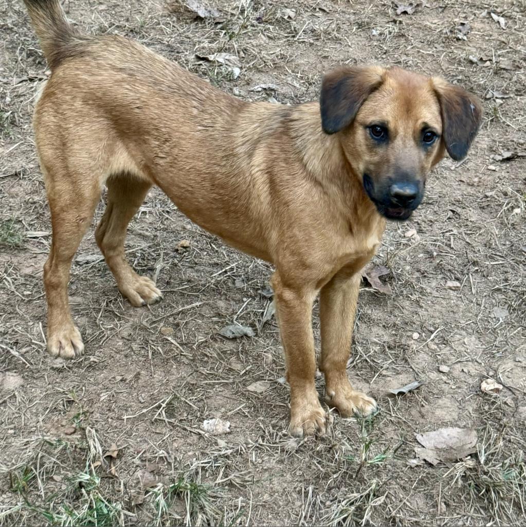 Pilot, a Adoptable mixed breed in Blue Ridge, GA image 5/5