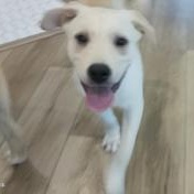 Enlarge Finn, an adopted mixed breed in Indianapolis, IN image 4/6