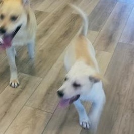 Enlarge Finn, an adopted mixed breed in Indianapolis, IN image 3/6