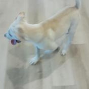 Enlarge Finn, an adopted mixed breed in Indianapolis, IN image 6/6