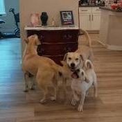 Enlarge Finn, an adopted mixed breed in Indianapolis, IN image 5/6