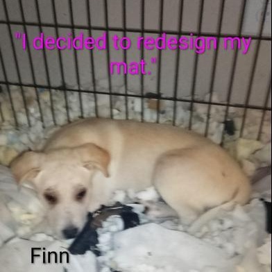 Finn, adopted, Puppy Male Labrador Retriever & German Shepherd Dog.