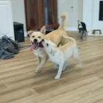 Enlarge Finn, an adopted mixed breed in Indianapolis, IN image 2/6