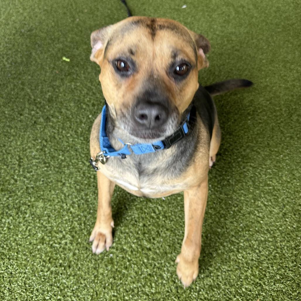 Enlarge Muffin, a Adoptable mixed breed in West Palm Beach, FL image 1/6