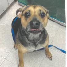 Enlarge Muffin, a Adoptable mixed breed in West Palm Beach, FL image 2/6