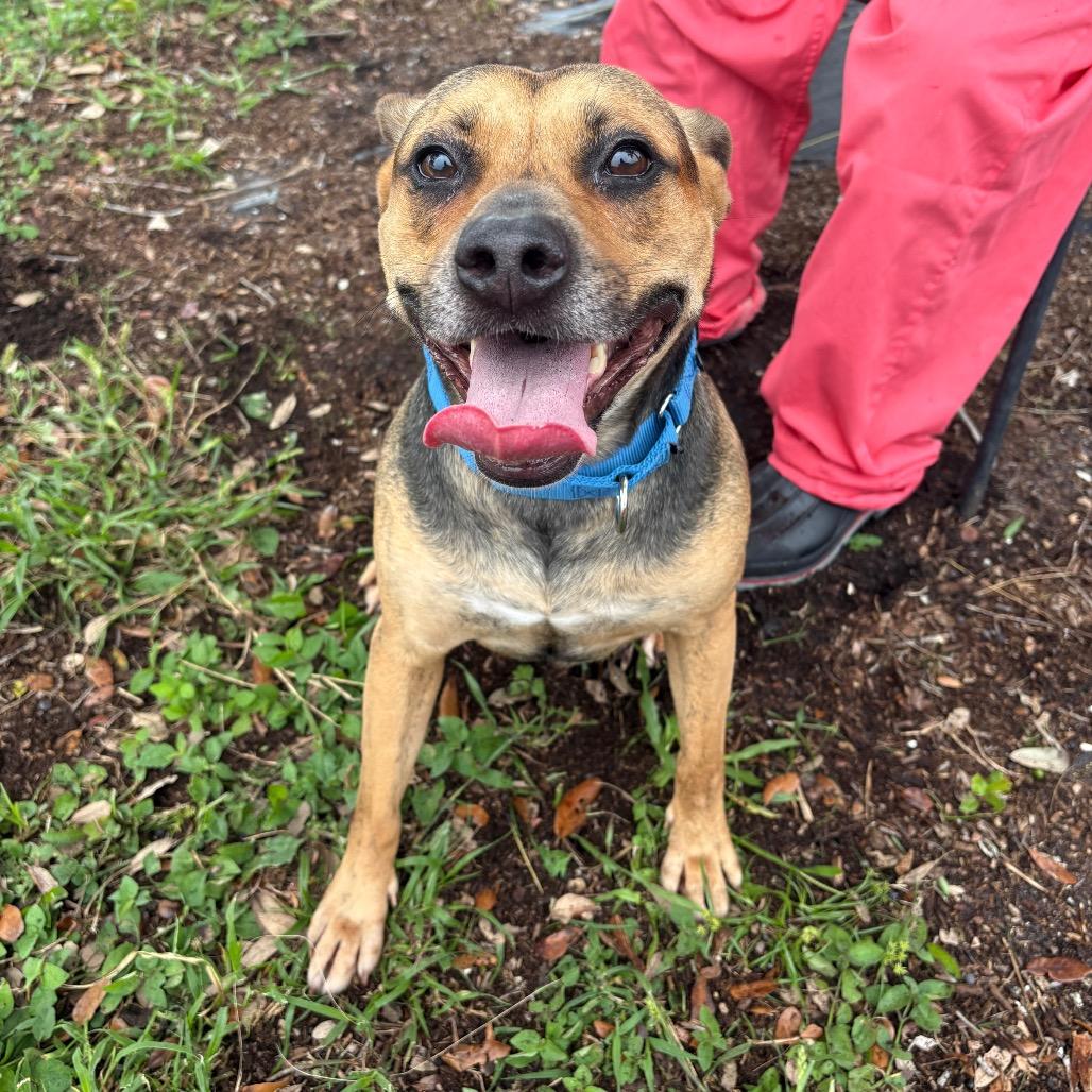 Enlarge Muffin, a Adoptable mixed breed in West Palm Beach, FL image 3/6