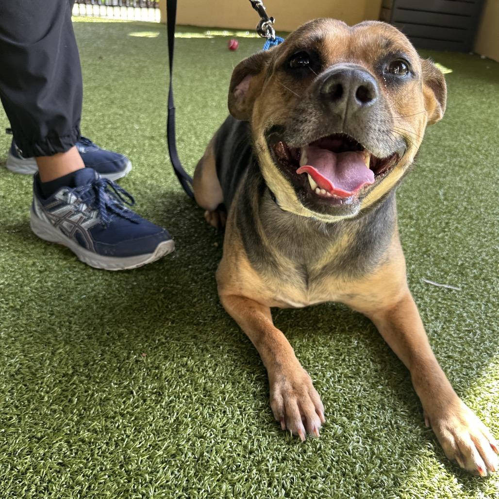 Enlarge Muffin, a Adoptable mixed breed in West Palm Beach, FL image 4/6