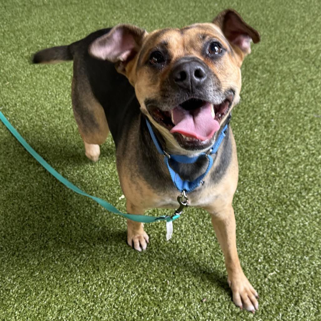 Enlarge Muffin, a Adoptable mixed breed in West Palm Beach, FL image 5/6