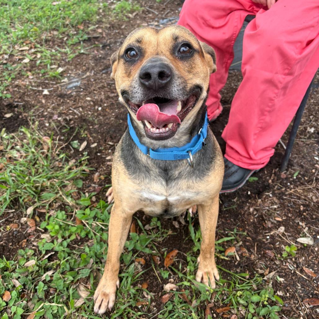 Enlarge Muffin, a Adoptable mixed breed in West Palm Beach, FL image 6/6