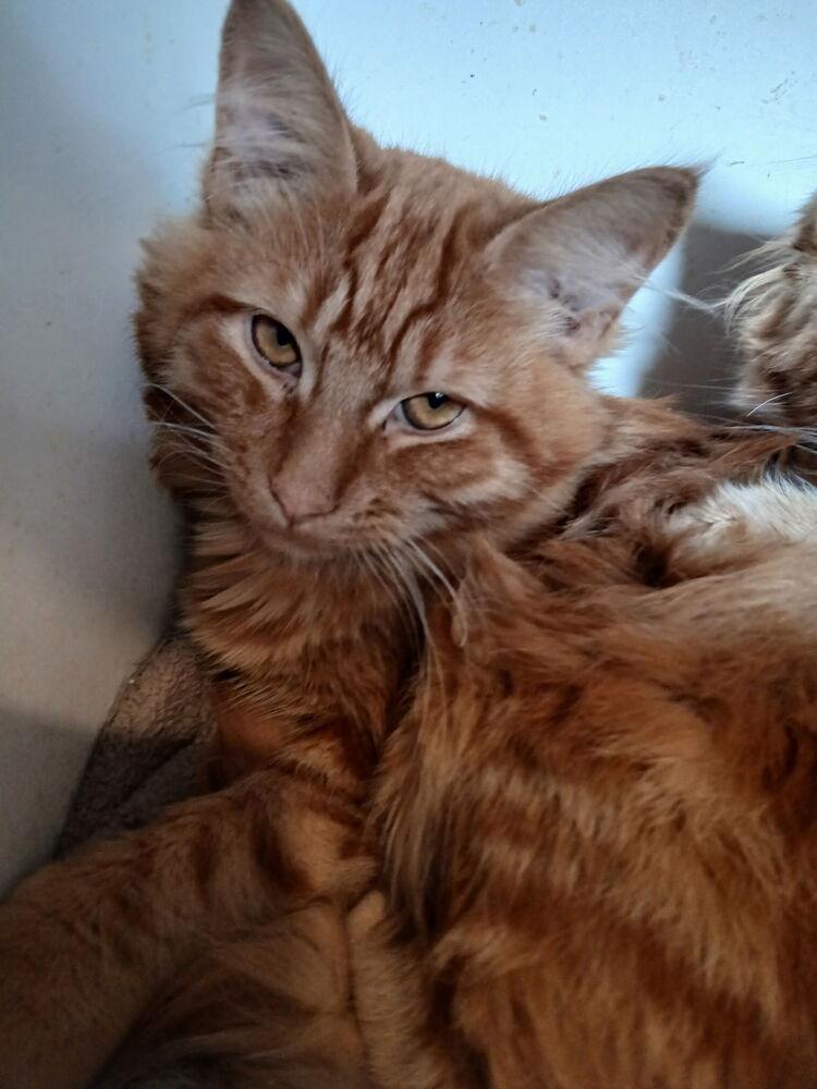 Papaya, Adoptable, Kitten Male Domestic Long Hair.