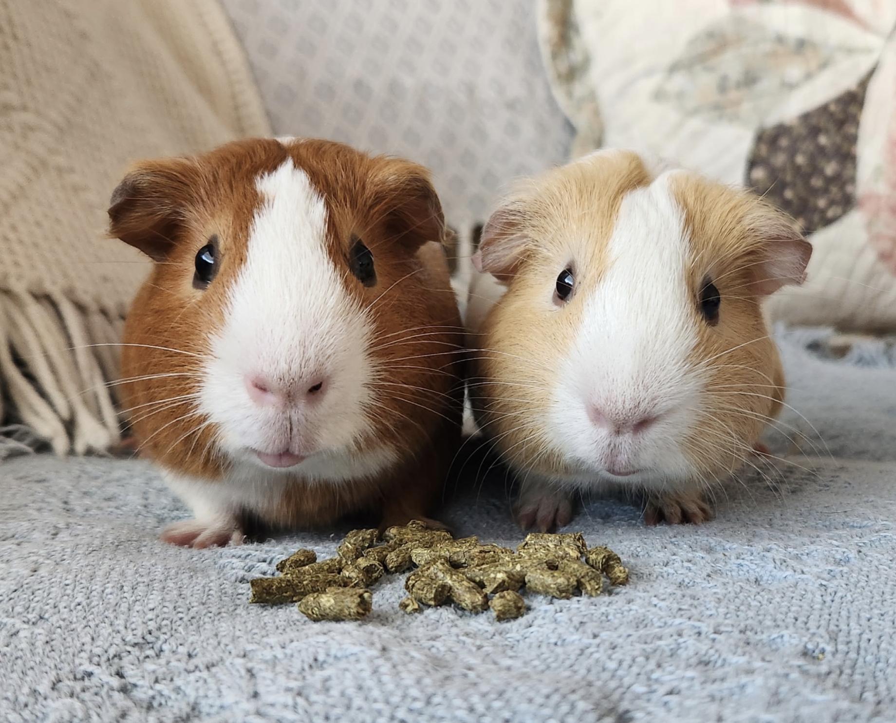 Enlarge Cucumber & Potato BONDED, an adopted Guinea Pig in Minneapolis, MN image 1/3
