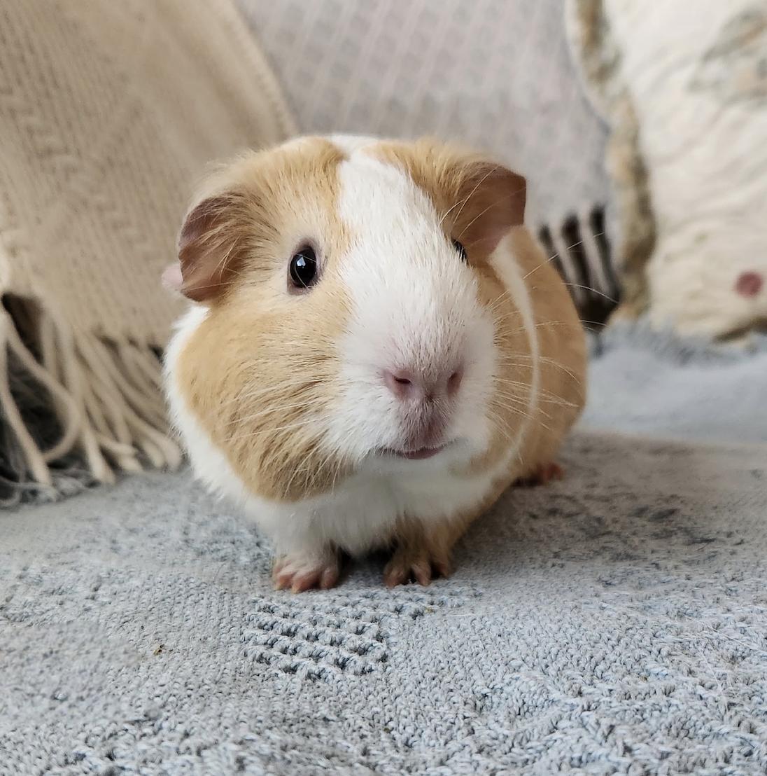 Enlarge Cucumber & Potato BONDED, an adopted Guinea Pig in Minneapolis, MN image 2/3