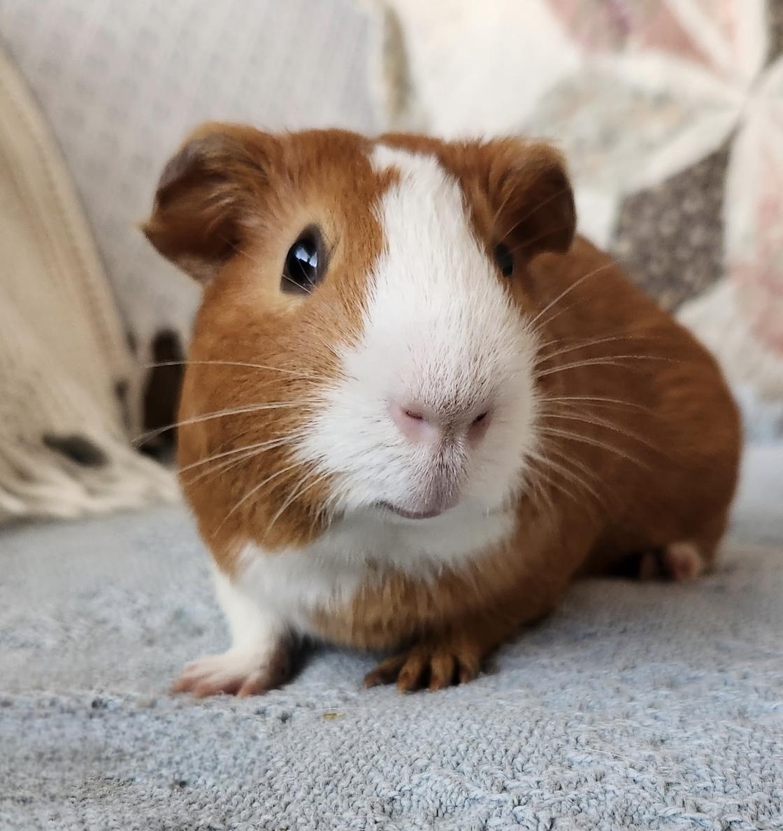 Enlarge Cucumber & Potato BONDED, an adopted Guinea Pig in Minneapolis, MN image 3/3