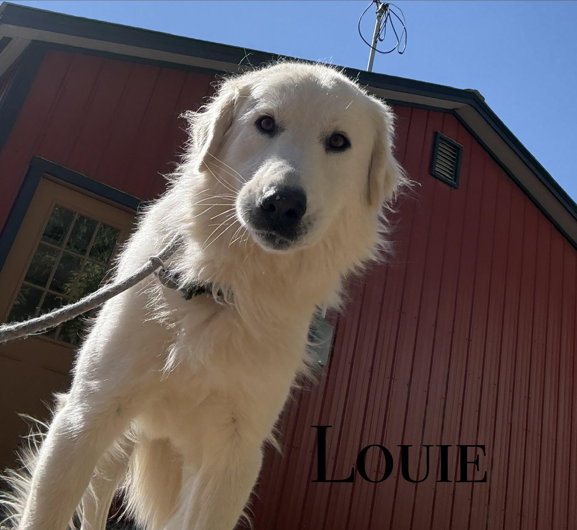Enlarge Louie, a Adoptable Great Pyrenees in Craig, CO image 1/1