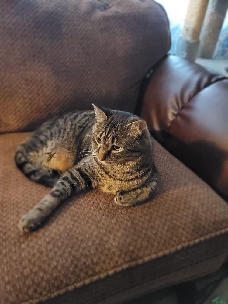 Nermal, a Adoptable mixed breed in Crown Point, IN image 1/6