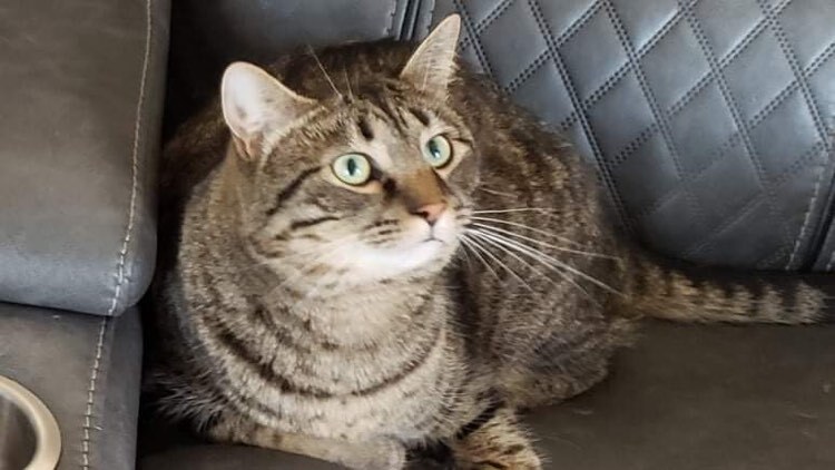 Nermal, a Adoptable mixed breed in Crown Point, IN image 2/6