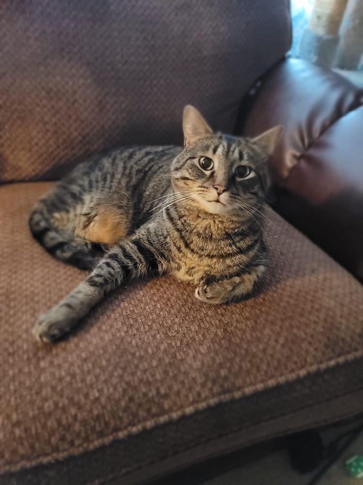 Nermal, a Adoptable mixed breed in Crown Point, IN image 3/6