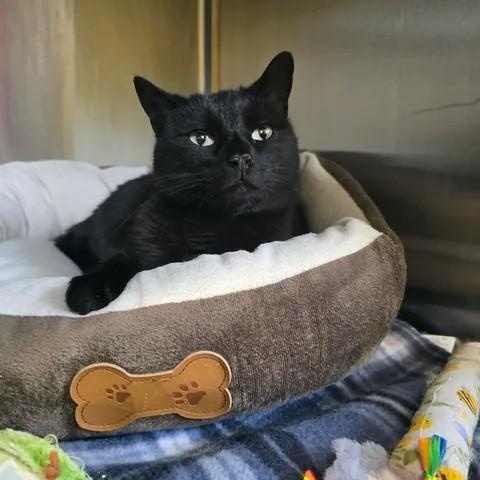 Enlarge Dipsy, a ADOPTABLE Domestic Short Hair in Winthrop, ME image 1/1