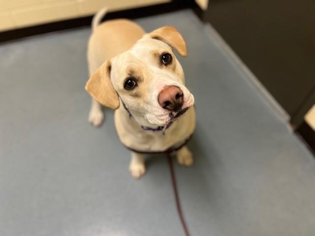 PUMPKIN, Adoptable, Young Female Labrador Retriever & Mixed Breed.