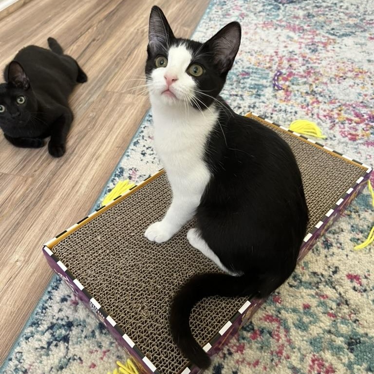 Pierogi