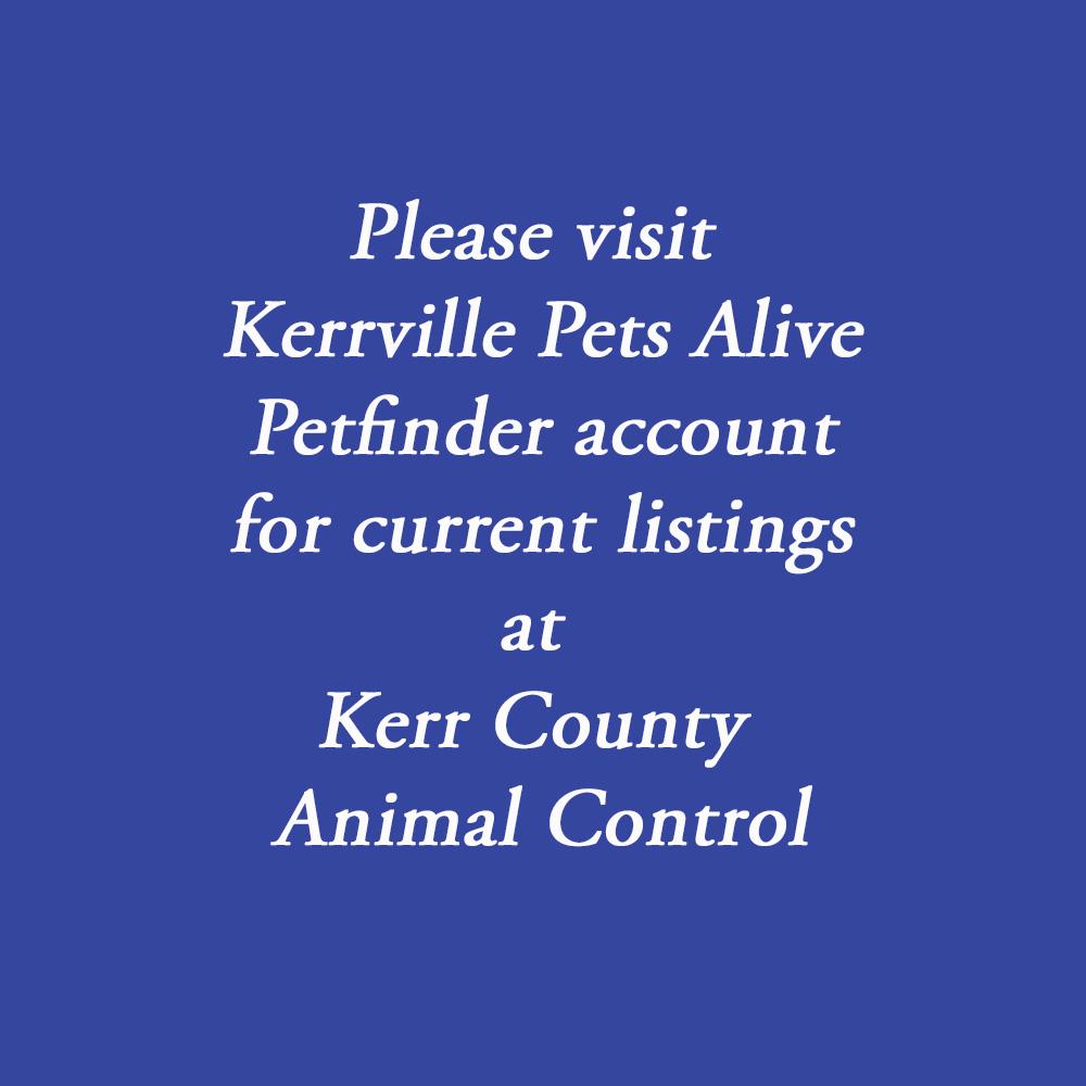 Please visit Kerrville Pets Alive Petfinder for our listings, ADOPTABLE, Adult Male American Bulldog.