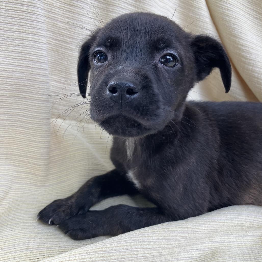 Enlarge Carol from HR, a Adoptable Mixed Breed in Pulaski, TN image 1/4