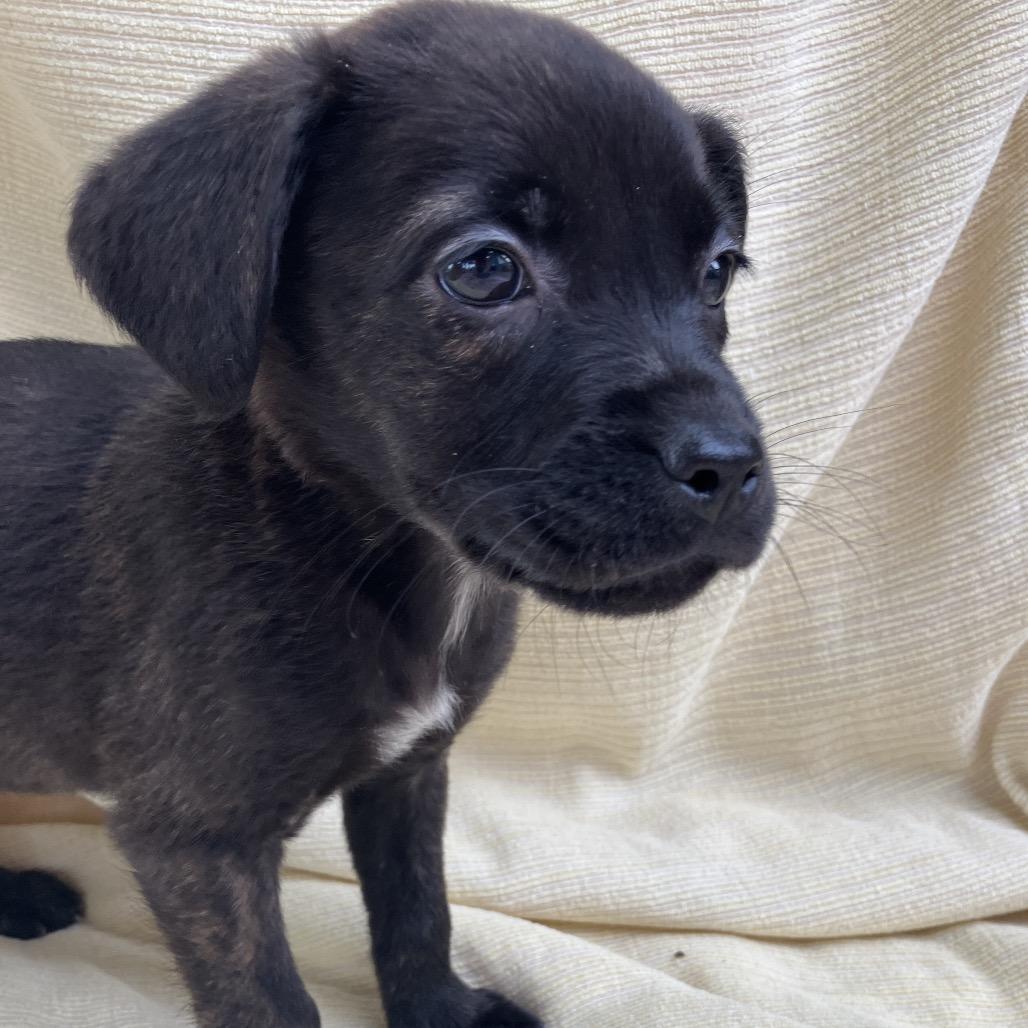 Enlarge Carol from HR, a Adoptable Mixed Breed in Pulaski, TN image 2/4