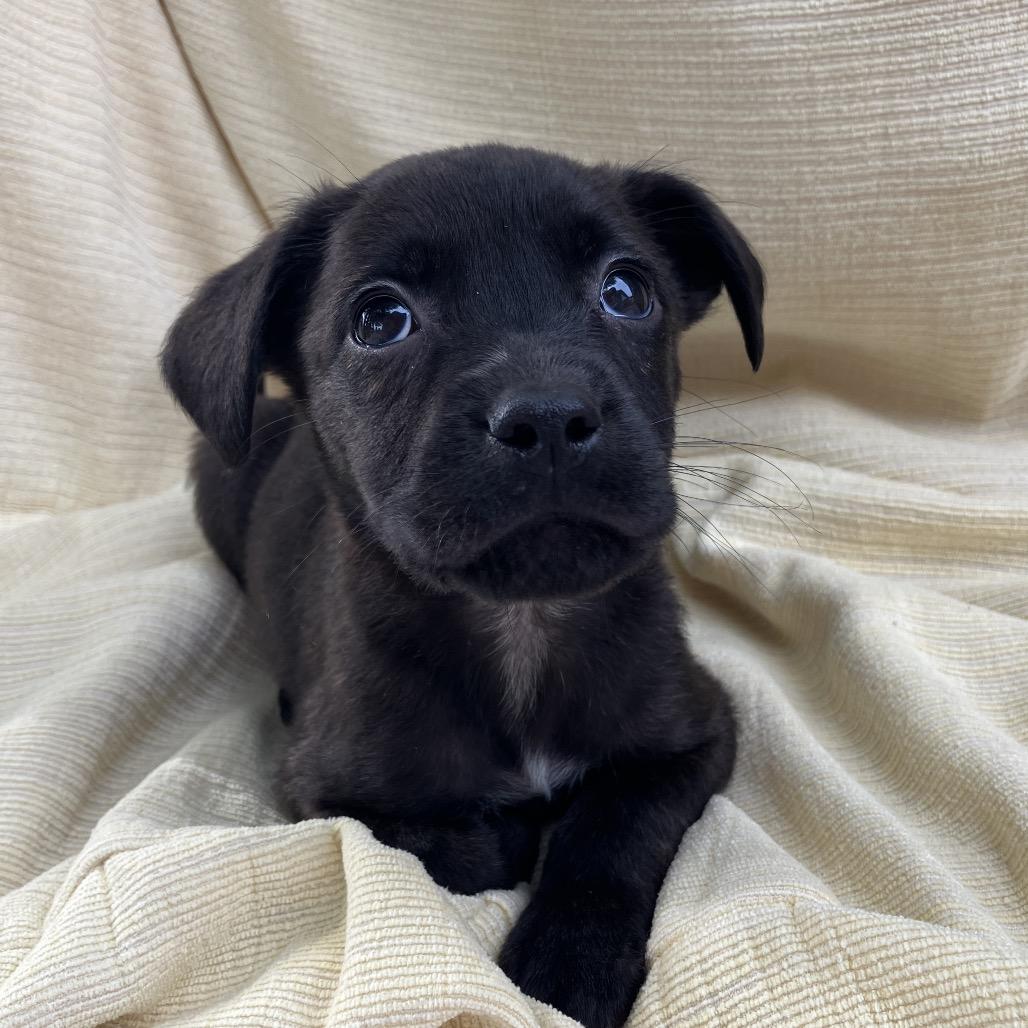 Enlarge Carol from HR, a Adoptable Mixed Breed in Pulaski, TN image 4/4