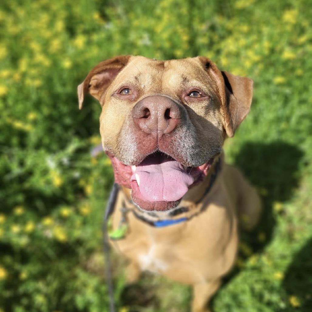 Enlarge Foxy Brown, a Adoptable Pit Bull Terrier in Blaine, MN image 1/6