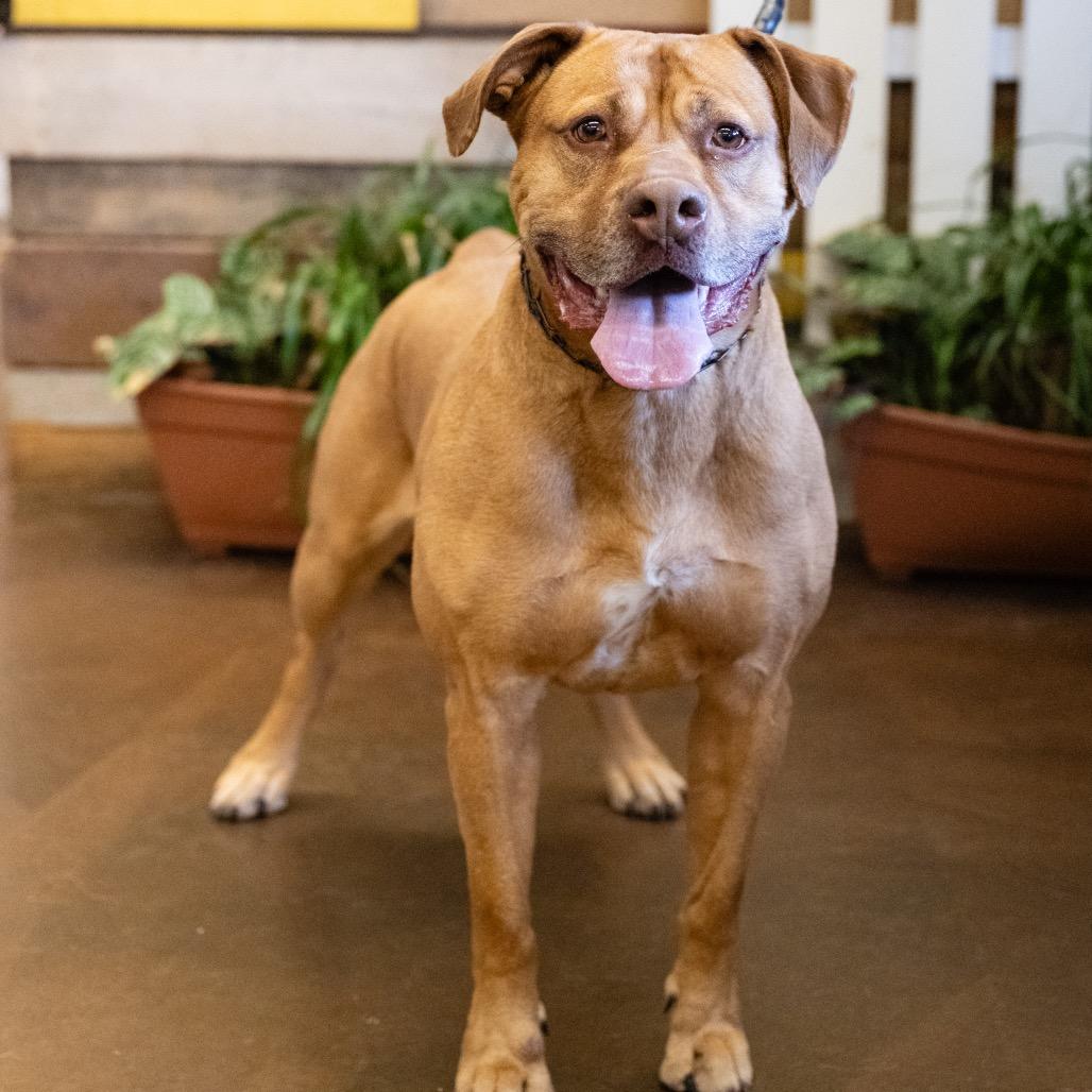 Foxy Brown, Adoptable, Adult Female Pit Bull Terrier.