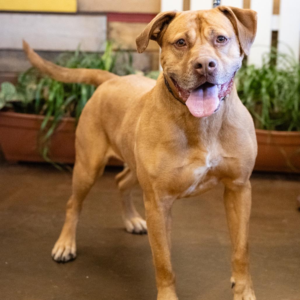Enlarge Foxy Brown, a Adoptable Pit Bull Terrier in Blaine, MN image 2/6