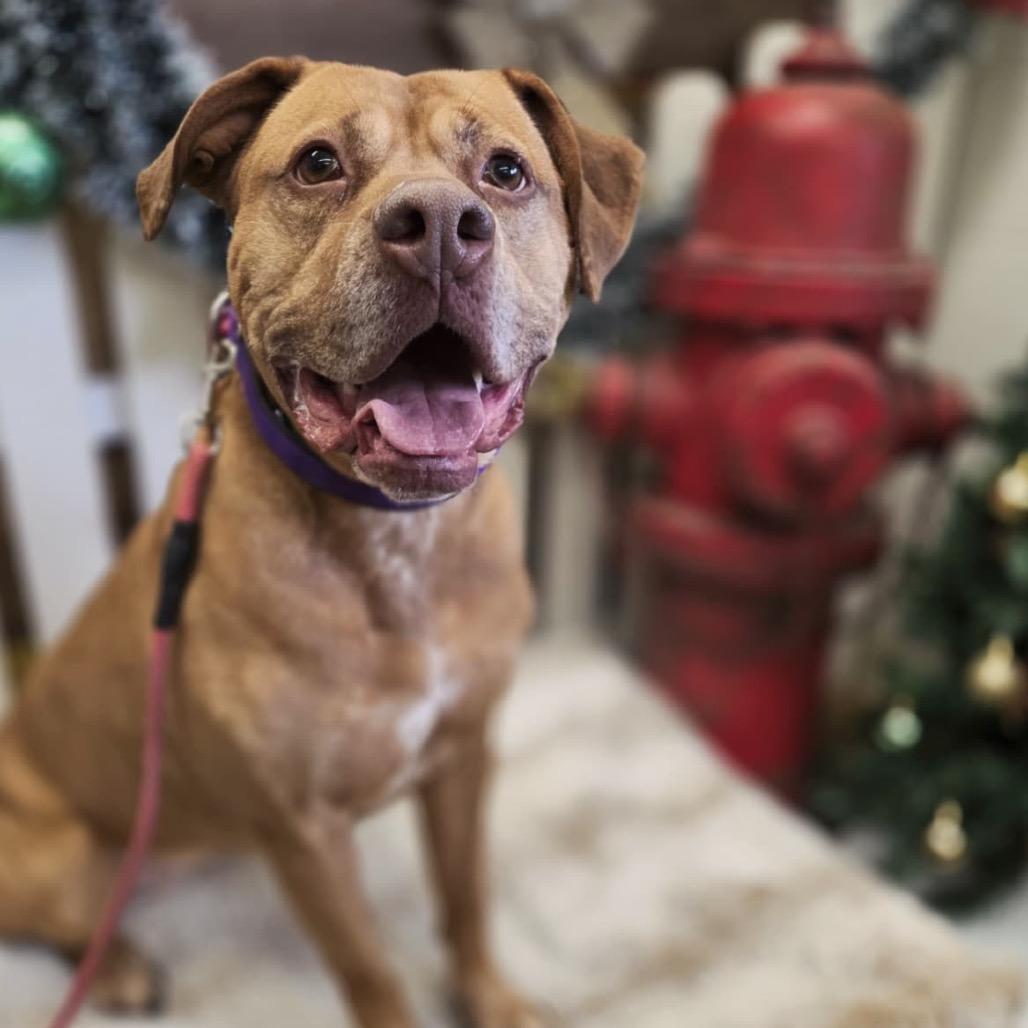 Enlarge Foxy Brown, a Adoptable Pit Bull Terrier in Blaine, MN image 3/6