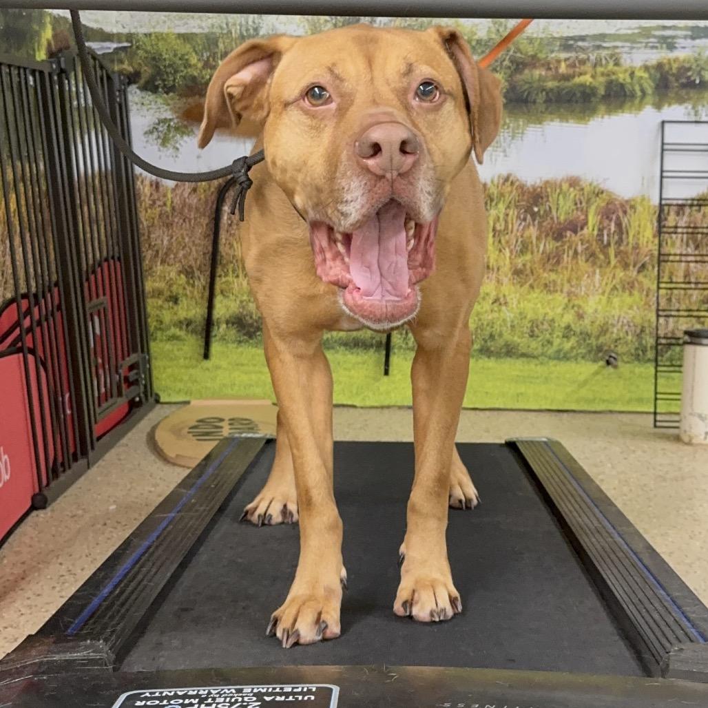 Enlarge Foxy Brown, a Adoptable Pit Bull Terrier in Blaine, MN image 4/6