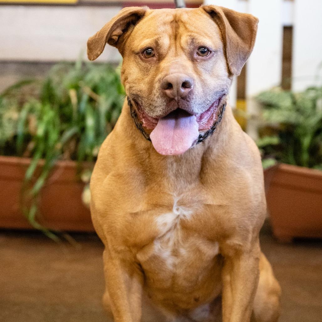 Enlarge Foxy Brown, a Adoptable Pit Bull Terrier in Blaine, MN image 4/6