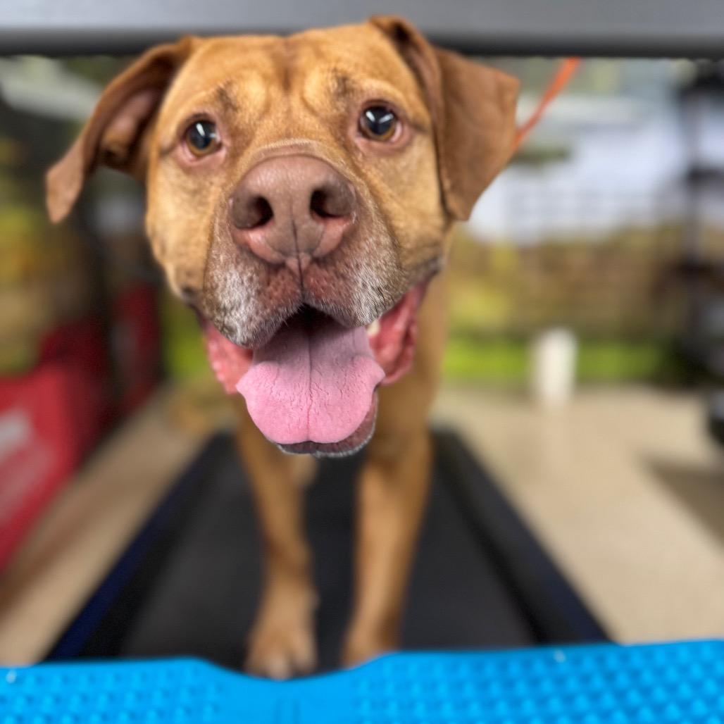 Enlarge Foxy Brown, a Adoptable Pit Bull Terrier in Blaine, MN image 5/6