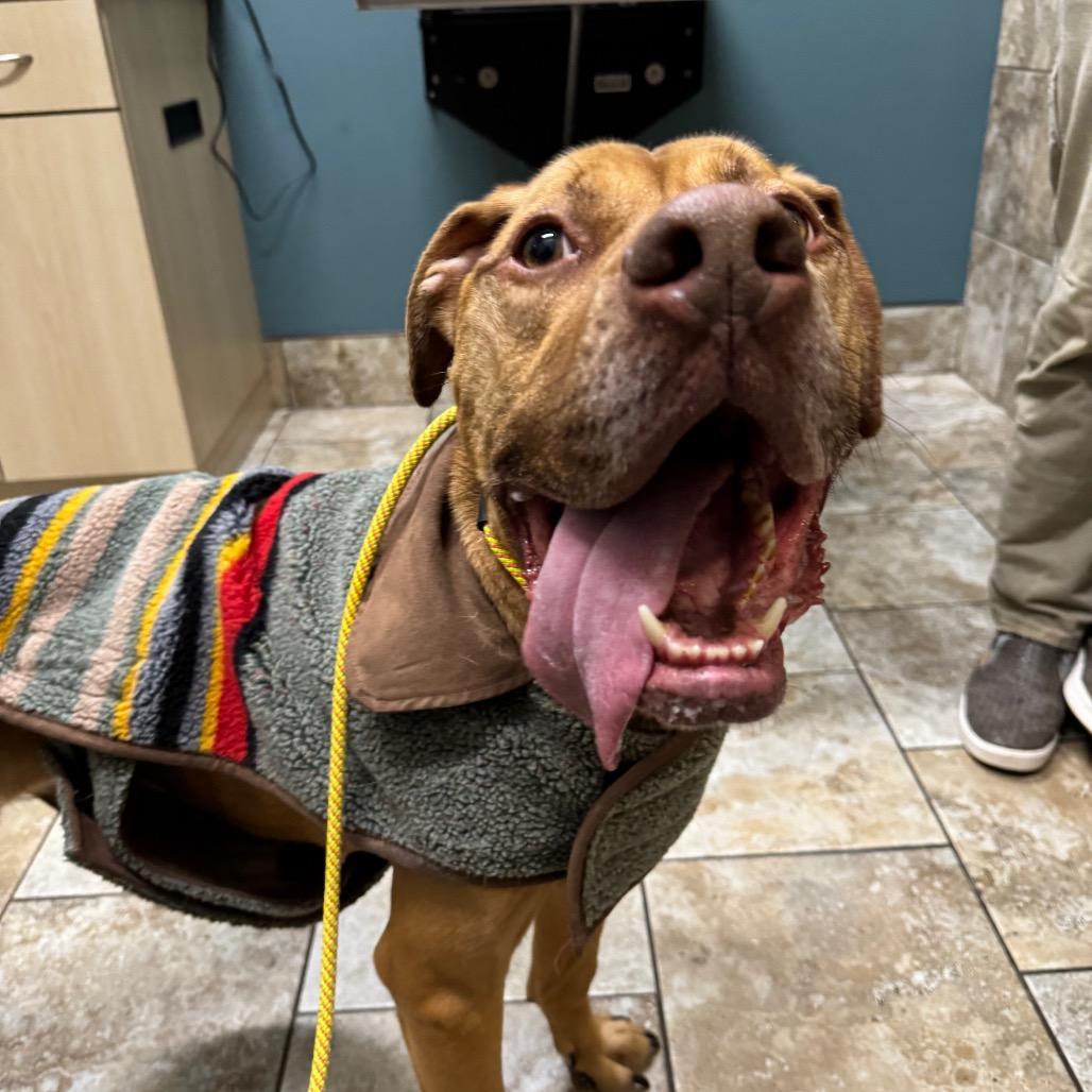 Enlarge Foxy Brown, a Adoptable Pit Bull Terrier in Blaine, MN image 6/6