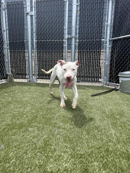 Spot, Adoptable, Adult Male Mixed Breed & Mixed Breed.